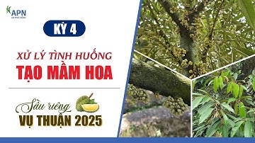 APN - XỬ LÝ NHỮNG TÌNH HUỐNG THƯỜNG GẶP KHI TẠO MẦM HOA | SẦU RIÊNG VỤ THUẬN 2025
