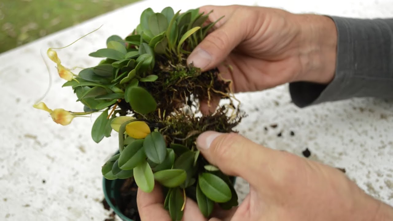Resiembra de Orquídea Masdevallia mandarina