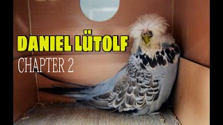 DANIEL LUTOLF CHAPTER 2/4 | Breeding pairs top breeder Budgie Planet /SHOW ANIMALS AVIARY BIRD
