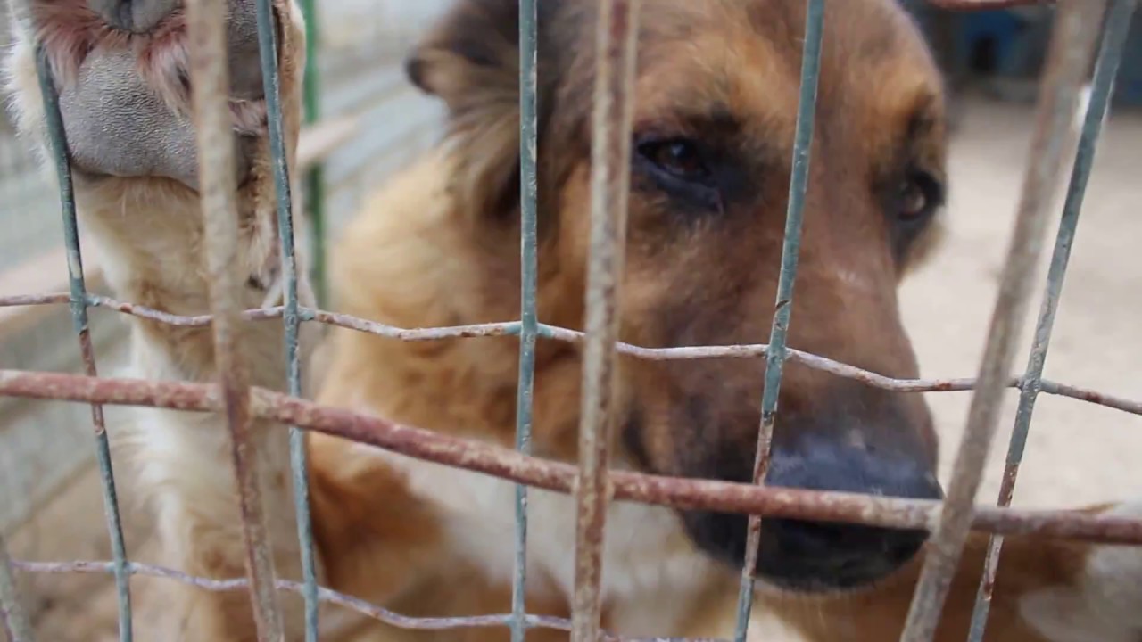 ‫לשבור את החומות‬‎ - YouTube תנו לחיות