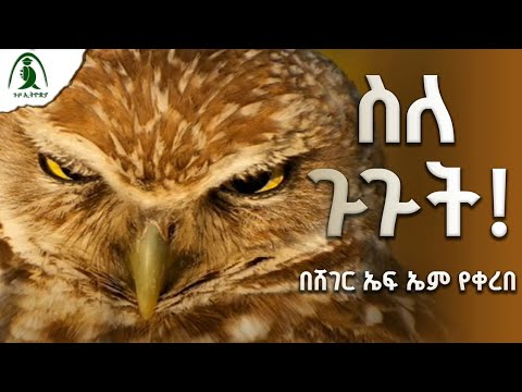ስለ ጉጉት Owls Birds ሸገር ጉዞ ሄኖክ ጉጉት ወፍ