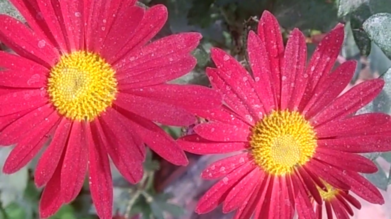 different type of flowers flowers nature youtube