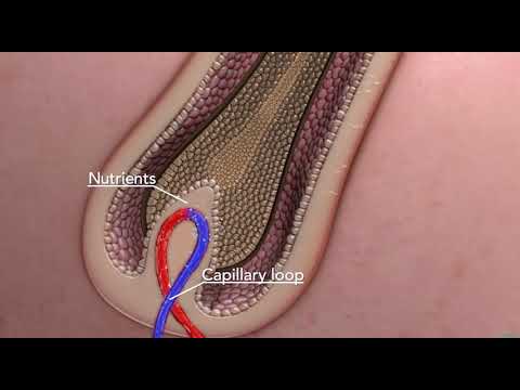 Фазы роста волос.