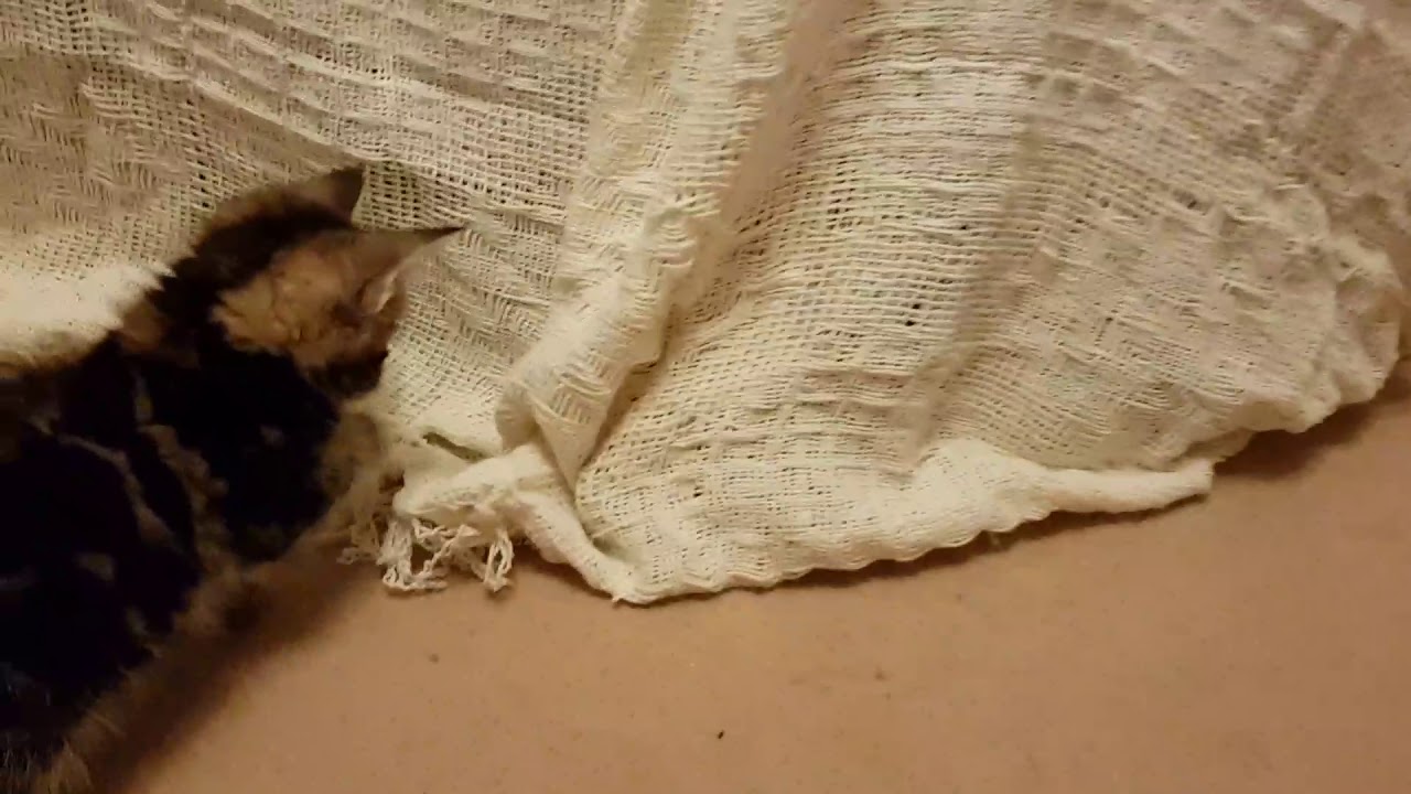 Kitten proofing our sofa gone horribly wrong