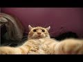 Top funny cats  funny cats 2018