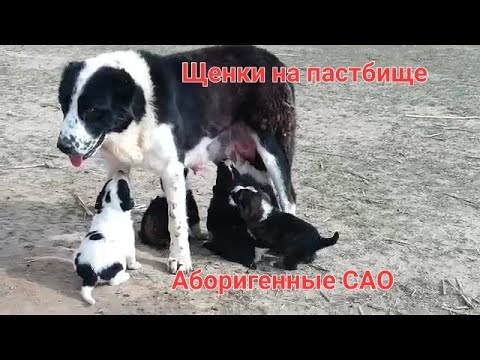 Щенки аборигенных САО Таджикистана саги дахмарда  на пастбище. Отара Абдурахмона Мирзорахимова -2024