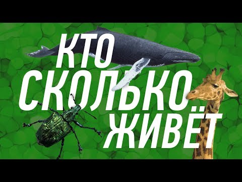 Видео: Какое насекомое живет дольше всех?