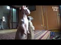 Runaway Meerkat and Cat Spy On People To Aim At Purrfect Moment (Part 2) | Kritter Klub