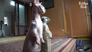 Runaway Meerkat and Cat Spy On People To Aim At Purrfect Moment (Part 2) | Kritter Klub