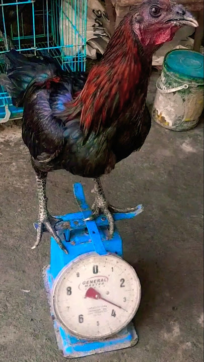 isang palo kalang #chicken