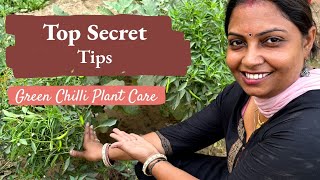 पाए अपने मिर्ची के पौधे से ढेर सारी मिर्ची | Green Chilli Plant Care TOP SECRET TIPS 🧑‍🌾