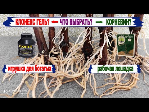 🍇 Что такое Корневин? Как его Правильно применять при укоренении винограда/Чем он лучше Клонекс геля