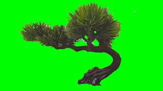 Green Screen Tree No Copyright