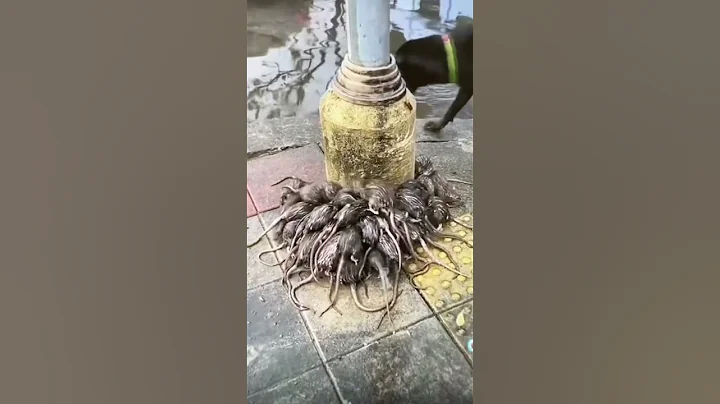 This is what happens to Rats During Rain 💦🐀🐀🐀🐀🐀🐀🐀 - DayDayNews