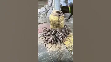 This is what happens to Rats During Rain 💦🐀🐀🐀🐀🐀🐀🐀