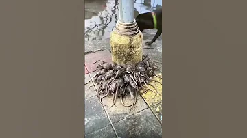 This Is What Happens To Rats During Rain 