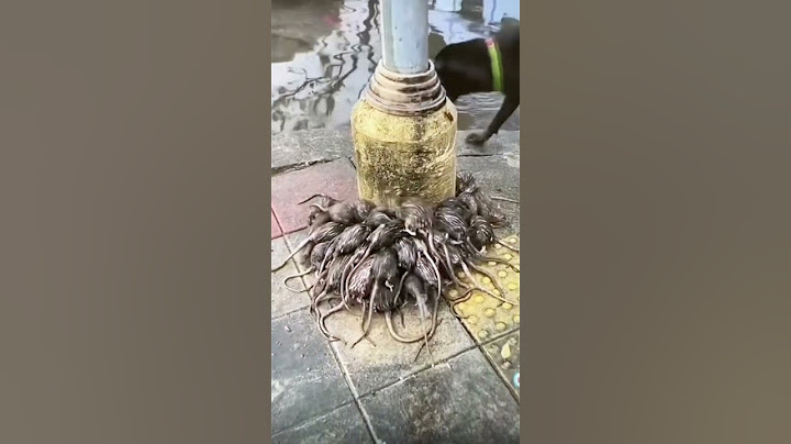 This is what happens to Rats During Rain 💦🐀🐀🐀🐀🐀🐀🐀