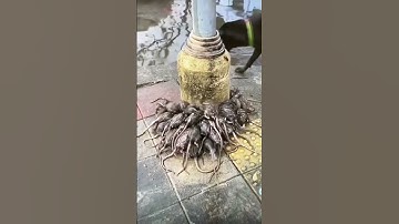 Thumbnail of This is what happens to Rats During Rain 💦🐀🐀🐀🐀🐀🐀🐀