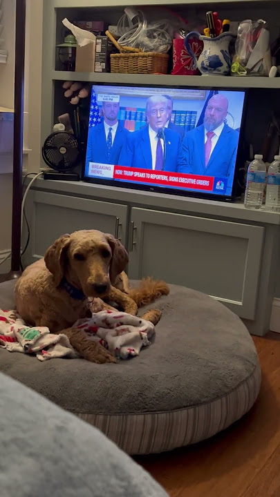 My dog has his own tv and he likes the news like his dad. 😂