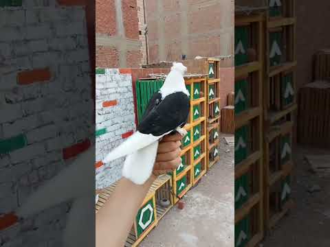 انتاج الحمام الكشك