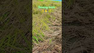 farming lovers training video short #shortsfeed #tranding #gaming