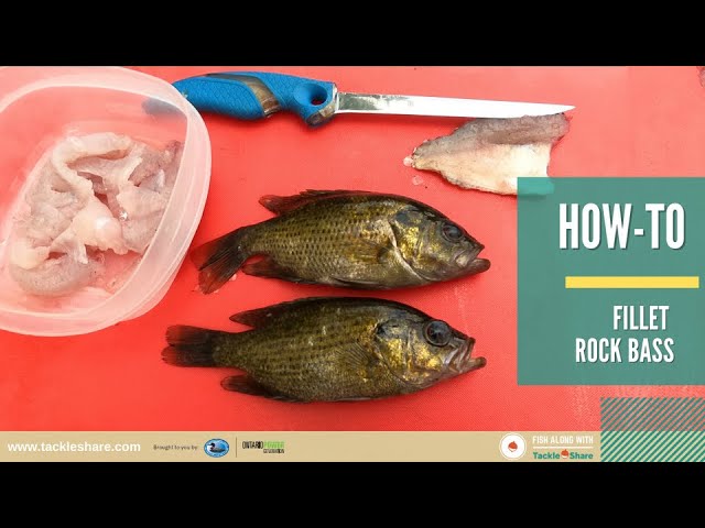 Rock Bass Catch and Cook! Creek Fishing for Food 