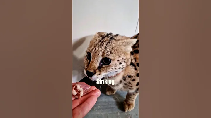 Video 9955611: domestic cats wild, beautiful wild cat