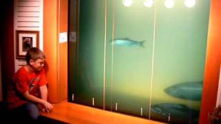Fish Ladder Bonneville Dam