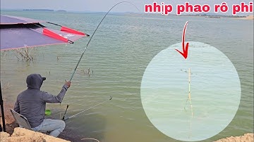Câu đài tự nhiên nhịp phao rô phi cá ăn mạnh mồi khoai lang trứng kiến | câu cá tự nhiên | fishing