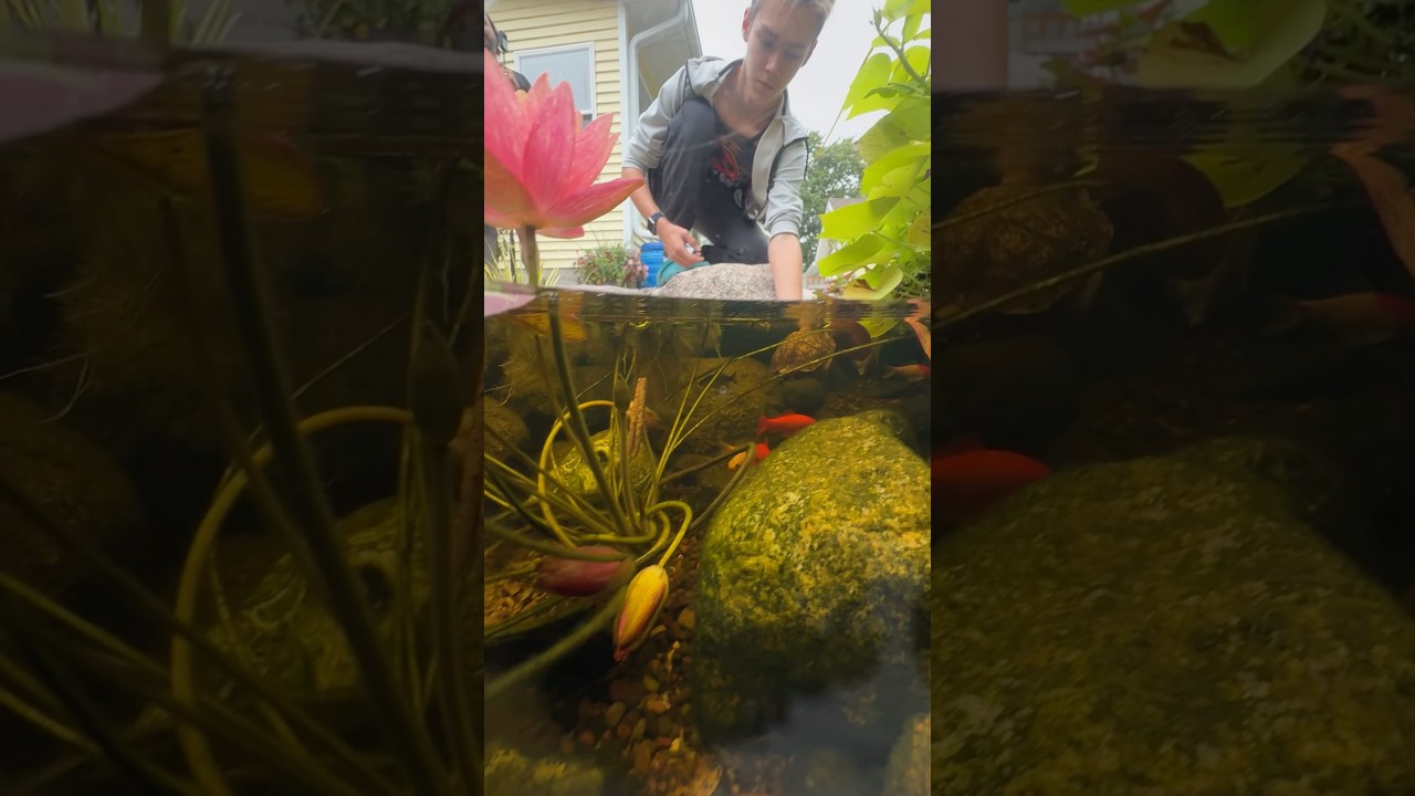 How cool is this?! We love seeing fellow hobbyists enjoying their ponds with their pet turtles!