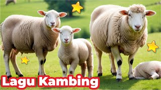 Kambing Lucu ANAK KAMBING SAYA ( Caca Marica Hey hey ) - Kambing Lucu Lagu Kambing Indonesia Populer