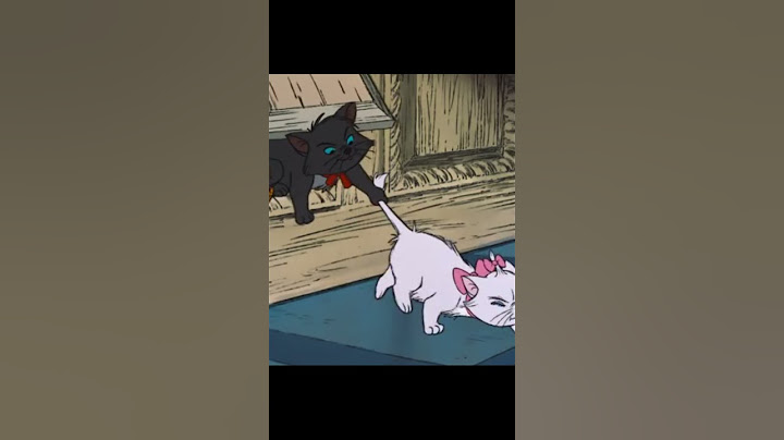 котенок - леди