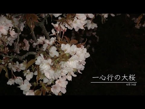 一心行の大桜