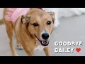 I Wrote A Song to Say Goodbye to my Dog