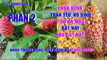 Nhục Thung Dung Chữa Bệnh Gì | Phần 2 | Chữa Bệnh Tiểu Nhiều | Bồi Bổ Thận | Cây Thuốc Nam