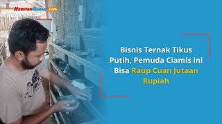 Bisnis Ternak Tikus Putih, Pemuda Ciamis ini Bisa Raup Cuan Jutaan Rupiah