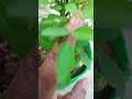 gulab k sat patto ka raj #plant #gardening