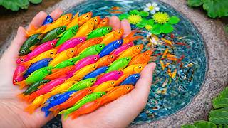 Catching Fancy Ornamental Fish In Tiny Pond, Grass Guppy, Arowana, Pencil Fish, Koi, Swordtail Fish
