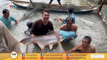 Hàng trăm con cá tra dầu kích thước “khủng” tại Cần Thơ