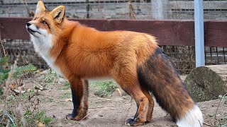 Happy fox named Foxie