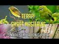 Terapi Smart Mastering untuk Semua Jenis Pleci