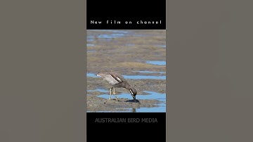 New short documentary on Channel. Bird Photography In Paradise. 4K #moretonisland #nikon #shorts