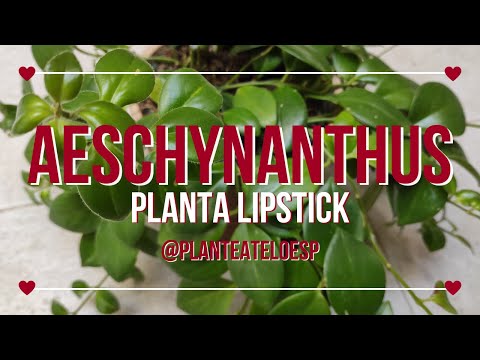 Vídeo: Aeschynanthus Lipstick Vine Info: Como cuidar de uma planta de batom