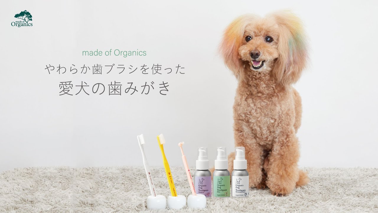 オーガニック ドッグ トゥースペースト50g 〈ミント〉 - たかくらと