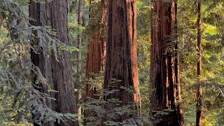 Big Sur Campground & Cabins Site Tour