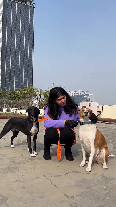 HUFT Multipurpose Dog Leash