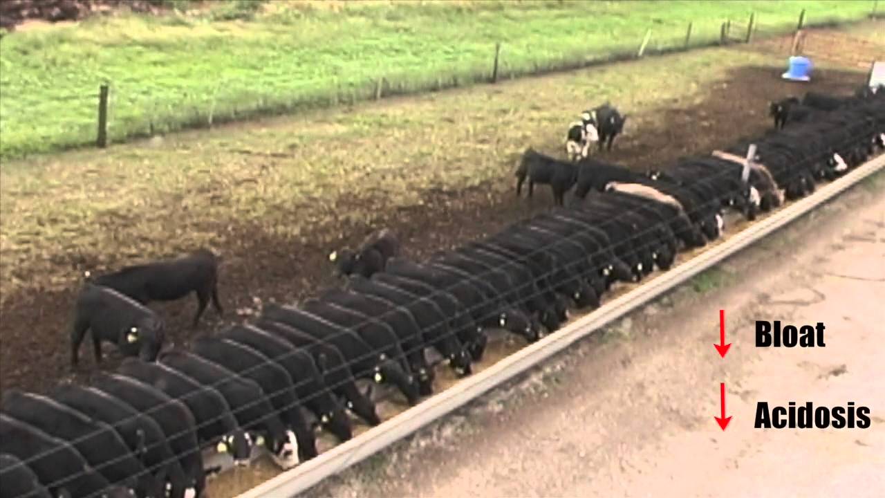 Nutritional Biotechnologies: Ionophores - AS-626-WV