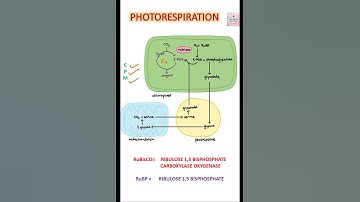 LEARN PHOTORESPIRATION IN 40 SECONDS || NEET || #shorts