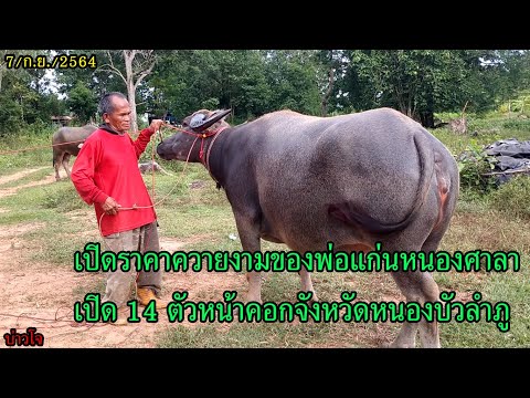 บ่าวโจ // ⭐เปิดราคาควายงามของพ่อแก่นหนองศาลาเปิด 14 ตัวหน้าคอกจังหวัดหนองบัวลำภู⭐