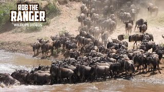 Mara River Wildebeest Crossing - Great Migration | Maasai Mara Safari | Zebra Plains